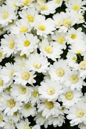 White Chrysanthemumsの写真素材