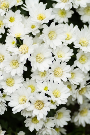 White Chrysanthemumsの写真素材