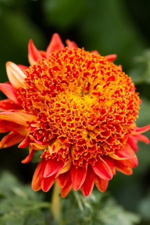 Yellow-orange Chrysanthemumの写真素材