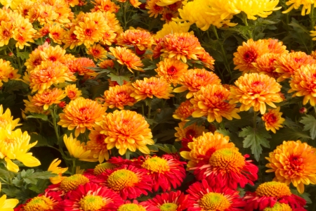 Colorful Chrysanthemums in full bloomの写真素材