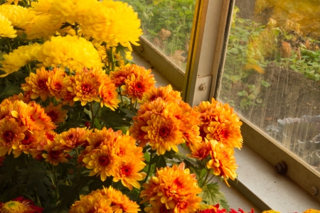 Colorful Chrysanthemums in full bloomの写真素材