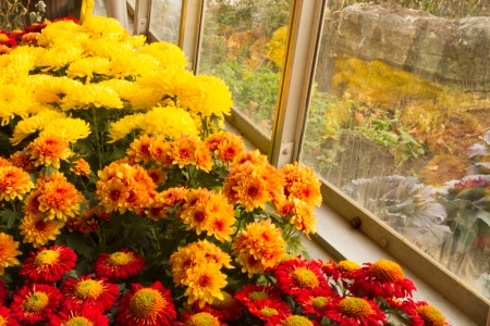 Colorful Chrysanthemums in full bloomの写真素材