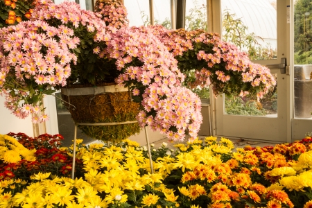 Colorful Chrysanthemums in full bloomの写真素材