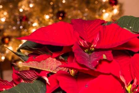 Red Poinsettia or Christmas flower with light effects and decoration の写真素材