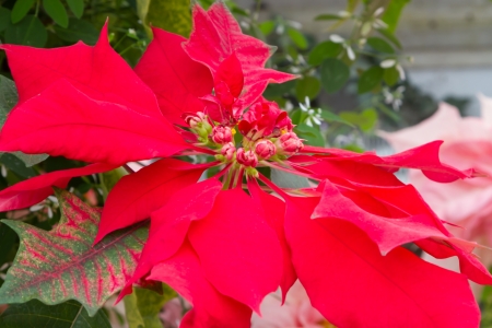 A close-up photo of a Red Poinsettia の写真素材