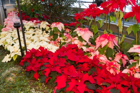 Beautiful garden of a variety of Poinsiettas with different colors from red and green, light pink and whitesの写真素材