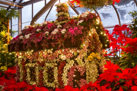 Gardenscape with focal point on a small house made entirely of different plants surrounded by colorful Poinsietta flowersの写真素材