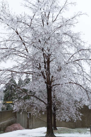 Icicles coated twigs and branches of a tree after an ice stormの写真素材