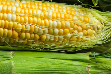 Corn cob with husk の写真素材
