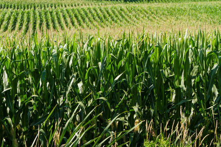 Cornstalks and tassels in a cornfieldの写真素材