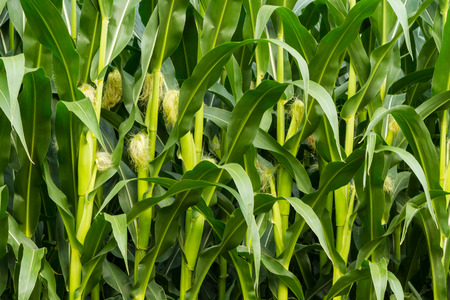 Cornstalks and tassels in a cornfieldの写真素材