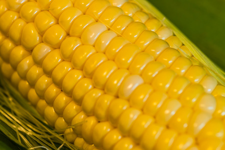 Fresh corn on a cob with husk