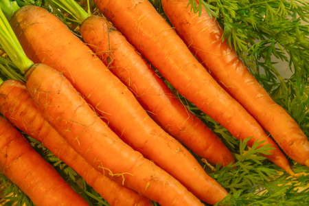 Freshly picked organic carrots from the farmの写真素材