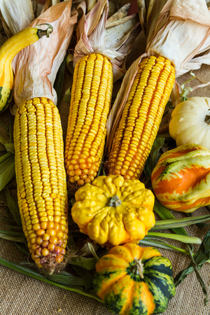 Autumn corn and gourdsの写真素材