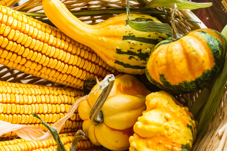Autumn corn and gourds in a willow basketの写真素材