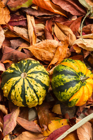 Gourds on Autumn leaves on the groundの写真素材
