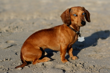 Dackel am Strandの写真素材