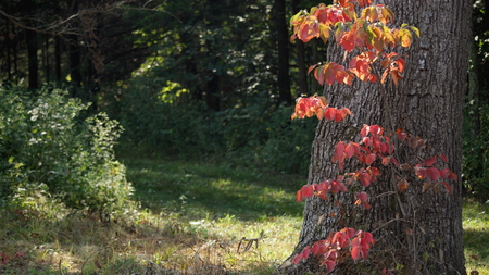 Walk through the Woodsの写真素材