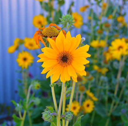 Yellow Flowers