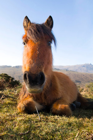 Pottok on the Rhuneの写真素材