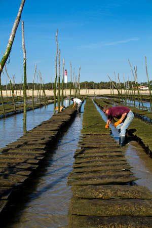 Oyster farming in Arcachon Bay, southwest coast of Franceのeditorial素材