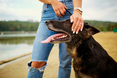 German Shepherd with the girl's hands on her ears. Aの写真素材
