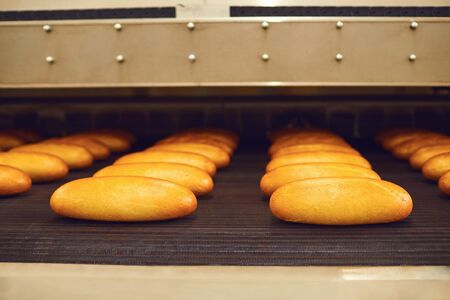 Raw bread on trays before baking in the oven at the bakery factory.