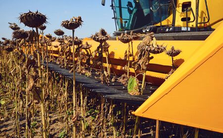 Harvester sunflower. Harvesting sunflower in a field by a combine harvester in the fall.の写真素材