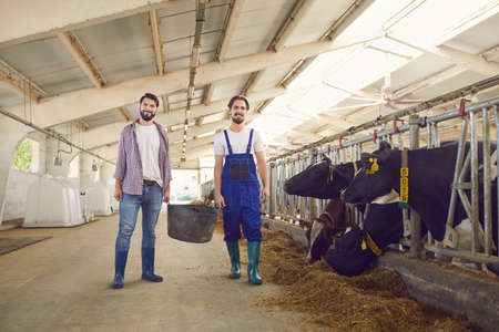 Two happy smiling young men, dairy farm workers in rubber boots and work clothes, standing and...