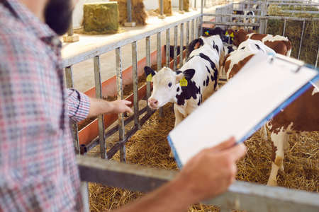 Male farmer monitors the breeding of calves on the farm and records the data about them. Farmer...