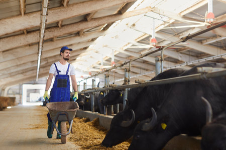 Male farm worker in a denim overalls walks with an empty wheelbarrow past buffaloes standing in a row in a stable and eating hay. Concept of breeding and care of livestock.の写真素材
