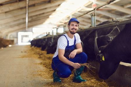 Smiling young farm worker farmer man sitting, feeding black bulls with hay and looking at camera on...