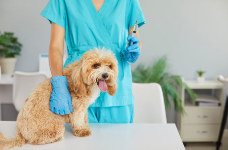 Vet doctor, veterinary clinic nurse with puppy at examination table holding injector syringe, lovely animal cute pedigree dog, medical treatment, preventative medicine, diagnosis and checks for petsの写真素材