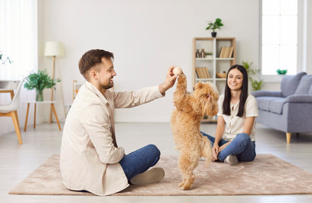 Happy young married couple spending time at home, playing with beautiful funny Cavapoo pet dog in living room, teaching him to do tricks with toys, having fun together. People, animals, family conceptの写真素材