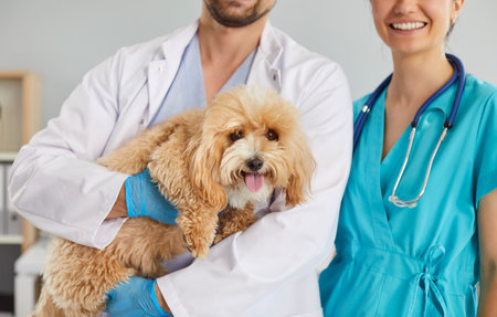 Veterinarians take care of cute little dog during diagnostic appointment visit to animal clinic. Vet in work uniform scrubs with stethoscope holds furry maltipoo or cavapoo in arms. Pet health conceptの写真素材