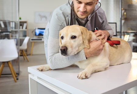 Vet veterinarian examines labrador dog in clinic. The doctor uses a stethoscope for a gentle...