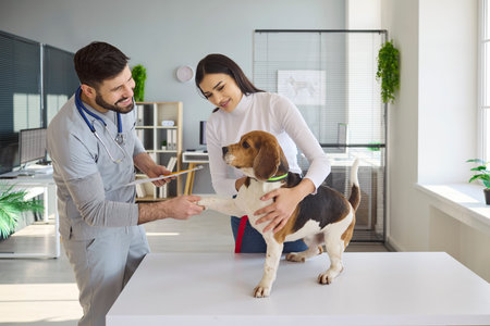 Veterinarian doctor with woman owner and beagle dog. At the clinic, a man vet leads a calm exam and...