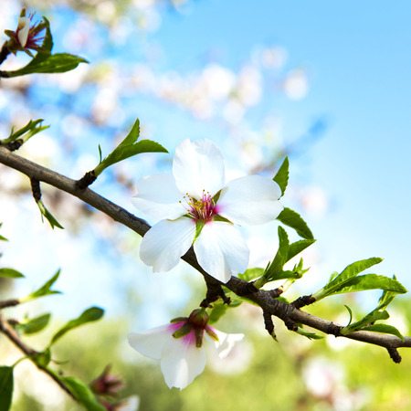 Almond tree at spring, fresh pink flowers on the branch of fruit treeの写真素材