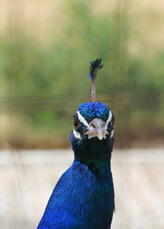 Beautiful blue male peacock with its tail openの写真素材