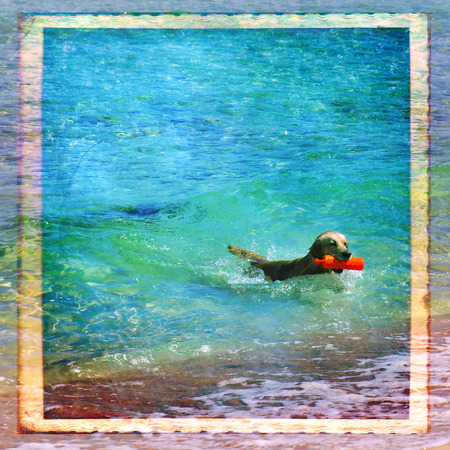 Beautiful Golden Retriever dog swimming in the sea with a water bottleの写真素材