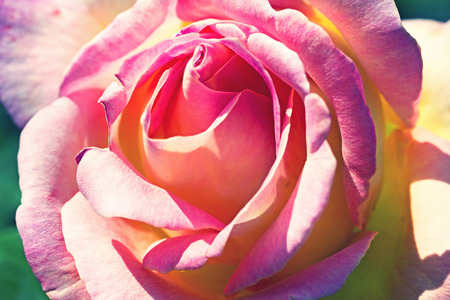 Beautiful rose, macroの写真素材
