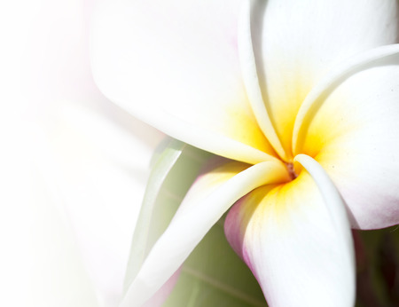 Tropical flowers frangipani, plumeriaの写真素材