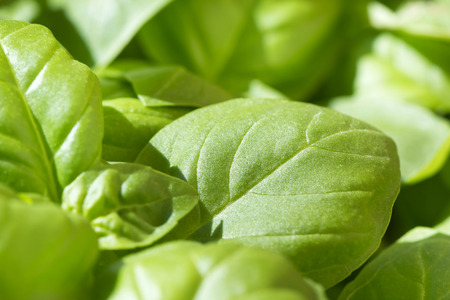 Green basilの写真素材