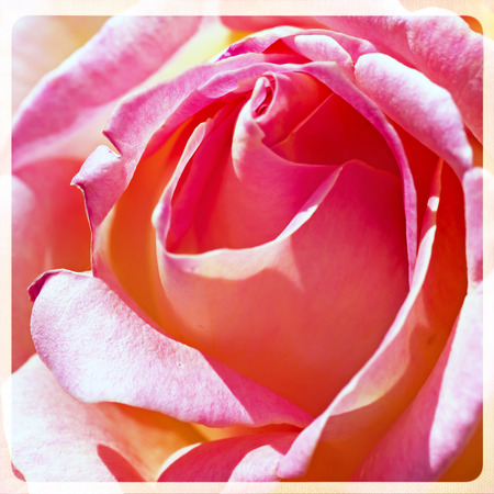 Beautiful rose, macroの写真素材