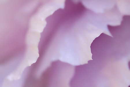 Detail of a flowerの写真素材