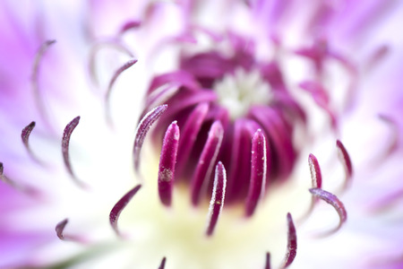 Detail of a flowerの写真素材