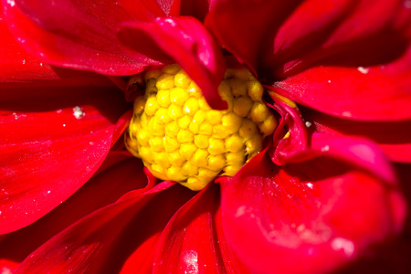 Detail of a flowerの写真素材