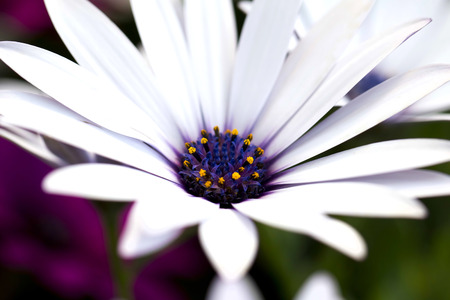 Closeup of a beautiful Marguerite. Daisy flowerの写真素材