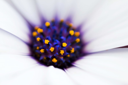 Detail of a flowerの写真素材