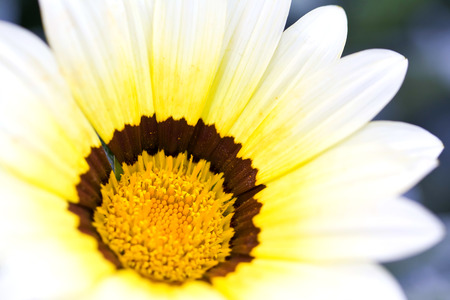 Detail of a flower の写真素材